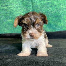 Rocky - Chocolate, tan and white male Yorkshire Terrier puppy in Denver, Colorado from Melrey's paws
