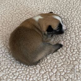 Icelandic Sheepdog Puppies from Paula Sanderson's Icelandic Sheepdogs