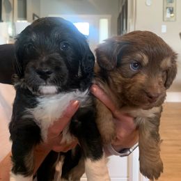 Aussiedoodle Puppies from North Idaho Miniature Aussiedoodles