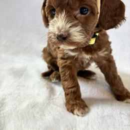 Starlight - Red and white female Cockapoo puppy in Adrian, Oregon from ApplebyFarm