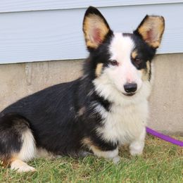 Opie - Pembroke Welsh Corgi