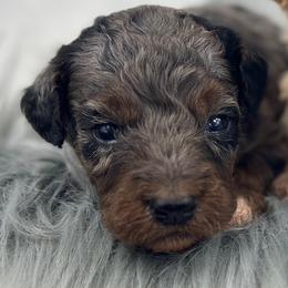 Girl 1 - Merle female Goldendoodle puppy in Milford, Indiana from Railway Acres Kennel