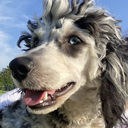 Chloe - Bernedoodle