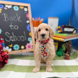 Wrigley - Apricot male Goldendoodle puppy in Willacoochee, Georgia from Kitandkboodle's Doodles