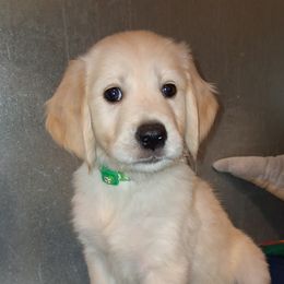 Boy 4 - male Golden Retriever puppy in Phoenix, Arizona from Ashrose Kennels