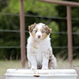 Australian Shepherd Puppies from Broken Arrow Australian Shepherds