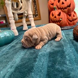 Solstice - Lilac dilute female Chinese Shar-Pei puppy in Auburn, Kansas from Justin's Chinese Shar-Pei