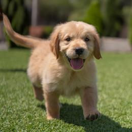 Jewel  (Dark Pink Collar) - Golden female Golden Retriever puppy in Oregon from A Goldens First Love