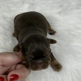King Amir - Chocolate and tan male Shih Tzu puppy in Columbia, Kentucky from Lisa Bandy Shih Tzu