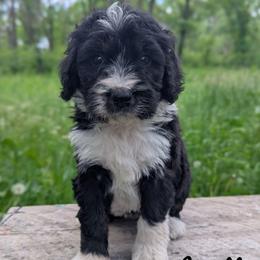 Loretta - Tri-color female Bernedoodle puppy in Lancaster, Minnesota from Richardville Hunde