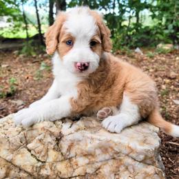 Heidi - Red female Bernedoodle puppy in Narvon, Pennsylvania from Beartown Doodles