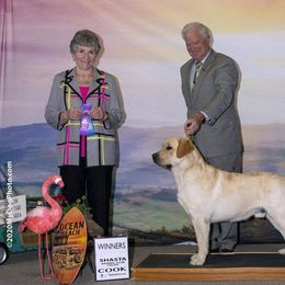 Labrador Retriever All Grown Up from Hill’s Labrador Retrievers