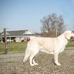 Daisy - Golden Retriever