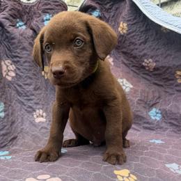Slate - Light Blue Collar - Chocolate male Labrador Retriever puppy in Elloree, South Carolina from Moonlight Kennels LLC
