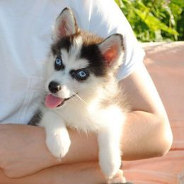 Naya - Tri-color female Pomsky puppy in Fort Laudardale, Florida from Pomsky Florida