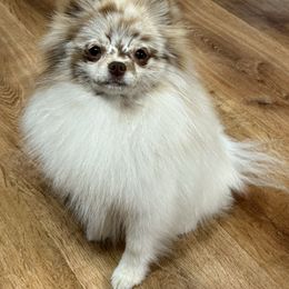 Pheobee - Pomeranian