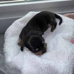 Dachshund Puppies from Sausage Strolls