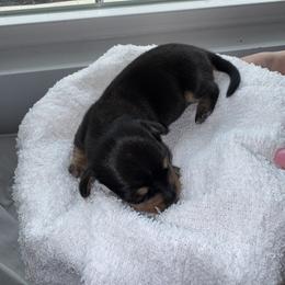 Dachshund Puppies from Sausage Strolls