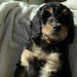 Girl 5 - Phantom Bernedoodle puppy in Frisco, North Carolina from Beach Bernedoodles
