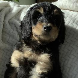 Girl 5 - Phantom Bernedoodle puppy in Frisco, North Carolina from Beach Bernedoodles