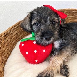Berry - Salt and pepper female Miniature Schnauzer puppy in Gilroy, California from Good Shepherd K9 Initiative