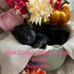 Pink collar - Black and red female German Shepherd puppy in Saint Charles, Missouri from Lowemond German Shepherds