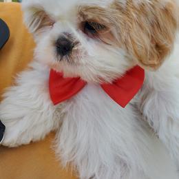 Boy 1 - White male Shih Tzu puppy in Yorba Linda, California from AKC Registered Purebred Shihtzus