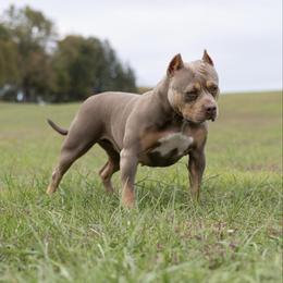 Valkyrie - American Bully