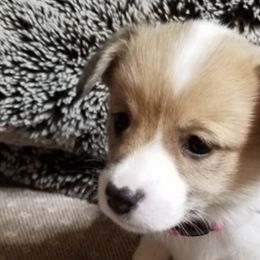 Pembroke Welsh Corgis from Dawn Dobbs's Pembroke Welsh Corgis