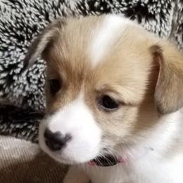 Pembroke Welsh Corgis from Dawn Dobbs's Pembroke Welsh Corgis