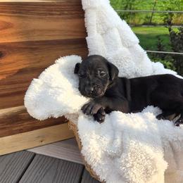 Velvet - Black female Great Dane puppy in Arpin, Wisconsin from Arpin Great Danes