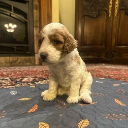 Reba - Brown and white female Bernedoodle puppy in Pauls Valley, Oklahoma from Daisy’s Doodles