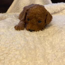 Dexter - Red male Cockapoo puppy in Utica, Ohio from Poodle Me Crazy