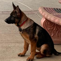 Ruby - Black and tan female German Shepherd puppy in Anaheim, California from Hanan's German Shepherds