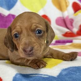 Lucas - Dapple male Dachshund puppy in Lynn, Indiana from StorSma Farms