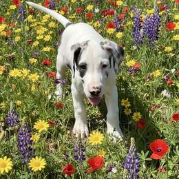 Agate - Harlequin female Great Dane puppy in Florida from Beachside Kennels