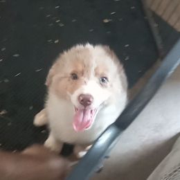 Boy 4 - Red merle Australian Shepherd puppy in Belleville, West Virginia from Chasitys Australian Shepherds