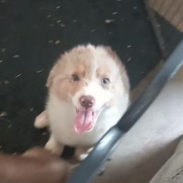 Boy 4 - Red merle Australian Shepherd puppy in Belleville, West Virginia from Chasitys Australian Shepherds