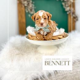 Bennett - Red  male Goldendoodle puppy in Cedar City, Utah from Cedar Doodles- Home of the Teddybear Goldendoodle