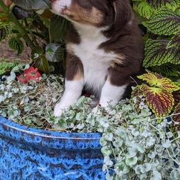 Miniature Australian Shepherd Puppies from Renegade Kennels