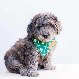 Aussiedoodle and Goldendoodle Puppies from Ever After Doodles Arizona