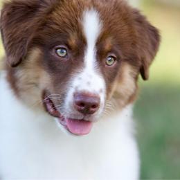 Rtf1 - Red tri-color female Miniature American Shepherd puppy in Stephenville, Texas from Diamond H Aussies