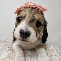 Aurora - Piebald female Dachshund puppy in Pulaski, Tennessee from Billboard Doxies