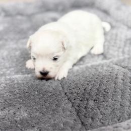 Bentley - White male Maltese puppy in Beebe, Arkansas from Cedar Hill Kennel