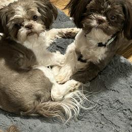 Shih Tzu All Grown Up from Golden Goddess Shih Tzu's