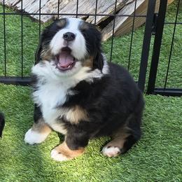 Gunner - Black tri male Miniature American Shepherd puppy in Bella Vista, Arkansas from All About Me Miniature American Shepherds