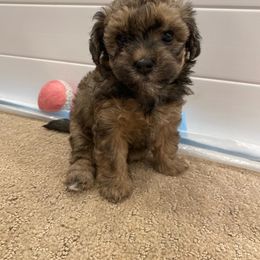 Bernedoodle, Boxer, Goldendoodle, Havapoo, and Poodle Puppies from Lady Paws Puppies