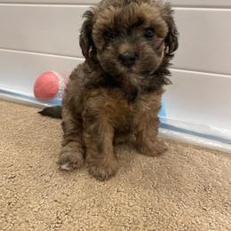 Bernedoodle, Boxer, Goldendoodle, Havapoo, and Poodle Puppies from Lady Paws Puppies