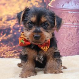 Joe - Black and tan male Yorkshire Terrier puppy in Lamar, Missouri from RJ’S Classy Yorkies