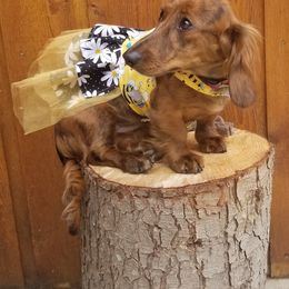 Tanya Tucker - Dachshund